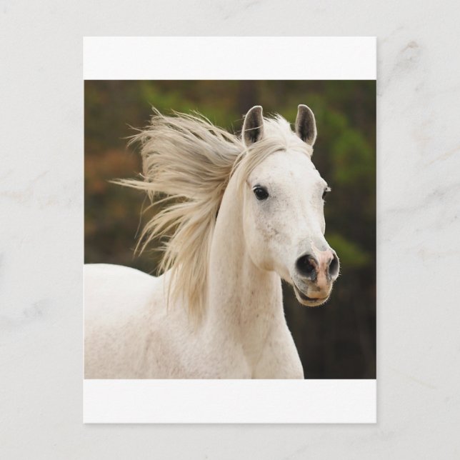 Der weiße Stallion Postkarte (Vorderseite)