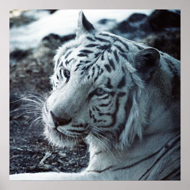 Der weiße Tiger Poster (Vorne)