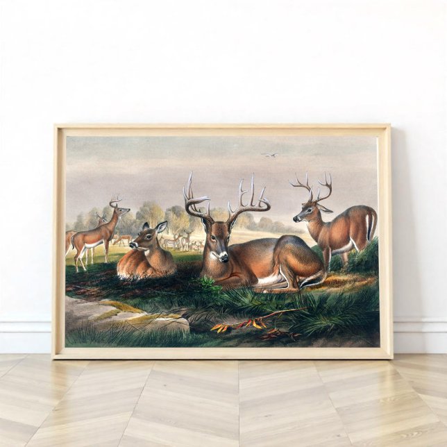 Der Weißschwanzhirsch Poster (Von Creator hochgeladen)