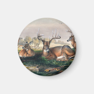 Der Weißwedelhirsch von Joseph Wolf Magnet