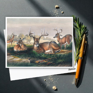 Der Weißwedelhirsch von Joseph Wolf Postkarte