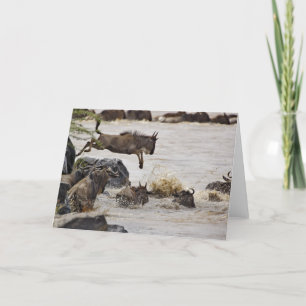 Der Wildebeest springend in Mara-Fluss während Karte