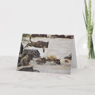 Der Wildebeest springend in Mara-Fluss während Karte