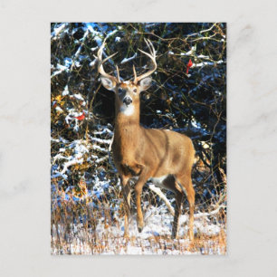 "Der Winterprinz"  Postkarte