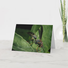 Der winzige Aviator der Natur Karte