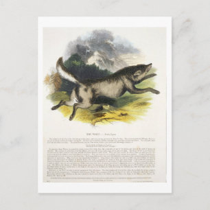 Der Wolf (Canis lupus) pu Postkarte