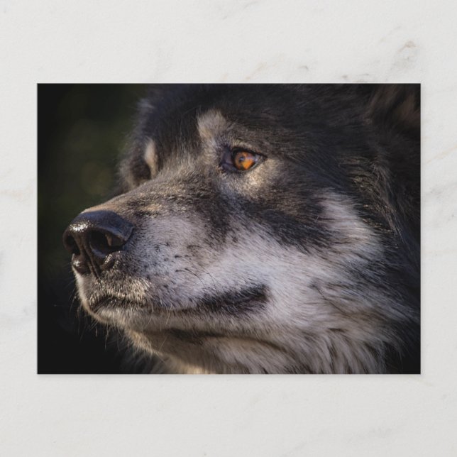 Der Wolf Postkarte (Vorderseite)