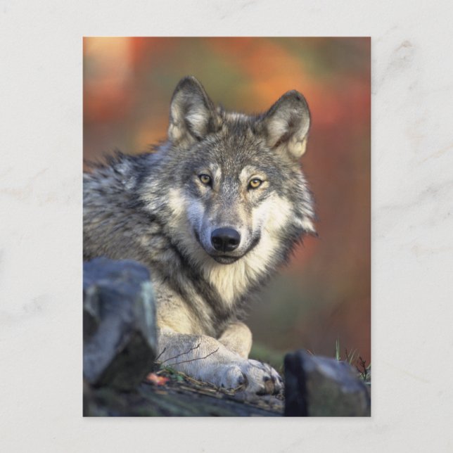 Der Wolf Postkarte (Vorderseite)
