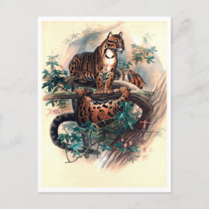 Der Wolkenpanther von Joseph Wolf Postkarte