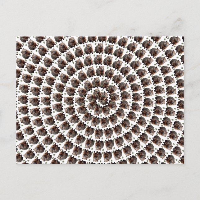 Der Wombat Whirlpool: Ein Wunder, Postkarte (Vorderseite)