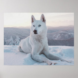 Der zauberhafte Weiße Husky-Hund im Schnee Poster