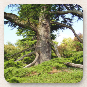 Der Zeder-von-Libanon Baum-harter Getränkeuntersetzer