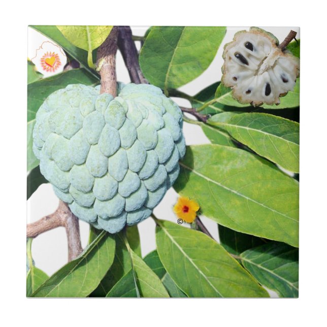 Der Zimt-Apfel Fliese (Vorderseite)