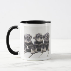 Der Zwergschnauzer ist eine Zucht des kleinen Tasse