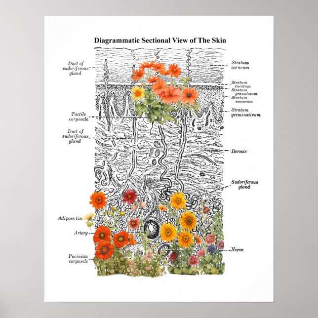 Dermatologie Hautanatomie Kunst mit Blumendetails Poster (Vorne)