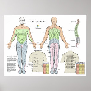 Dermatome Erinnerungsdiagramm der Shu-Akupunktions Poster