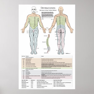 Dermatome, Myotomen und DTR-Poster Poster