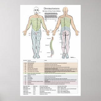 Dermatome, Myotomen und DTR-Poster Poster