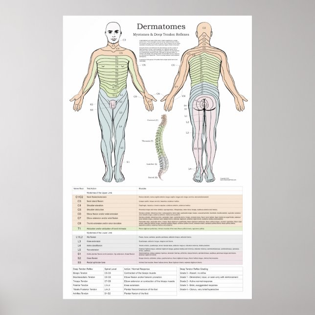 Dermatome, Myotomen und DTR-Poster Poster (Vorne)