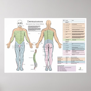 Dermatome Myotomes Reflexe Poster Chiropractic