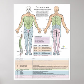 Dermatome Myotomes und DTR Poster Chiropractic