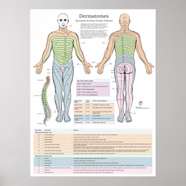 Dermatome Myotomes und DTR Poster Chiropractic (Vorne)