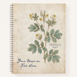 Des Alchemisten Blüte: Chelidonium Majus Botanisch Notizbuch