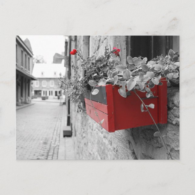 Des fleurs à Montréal Postkarte (Vorderseite)