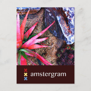 Desert Amstergram Postkarte