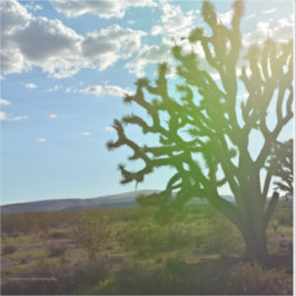 Desert Beauty Sticker