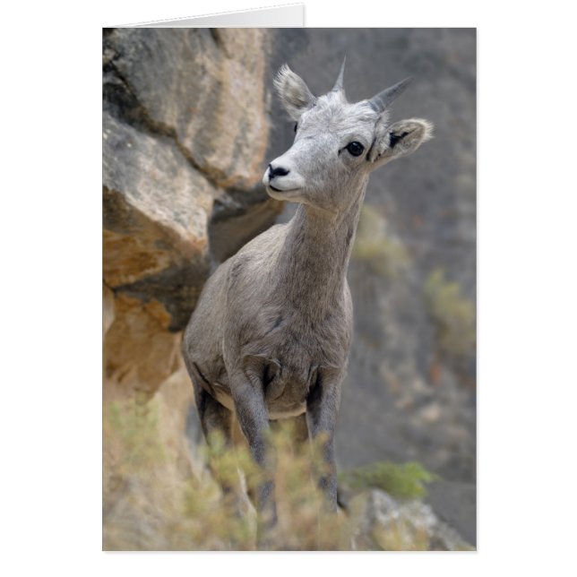 Desert Bighorn Ewe (Vorne)