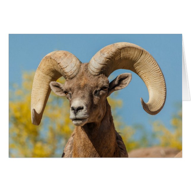 Desert Bighorn Ram (Vorderseite (Horizontal))
