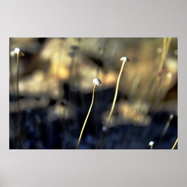 Desert Bloom Poster (Vorne)