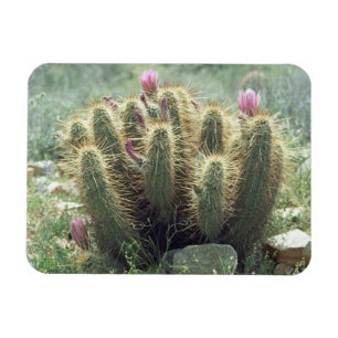 Desert Blooms Cactus Decorative Kühlschrankmagnet Magnet