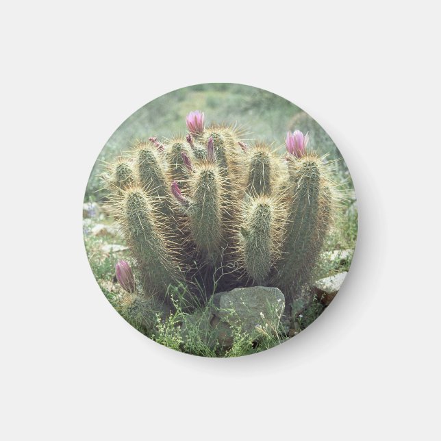 Desert Blooms Cactus Kühlschrank Gift Magnet (Vorne)