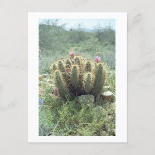Desert Blooms Cactus Sonora Arizona Foto Postkarte