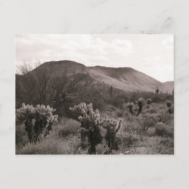 Desert Cacti Jumping Cholla B&W Foto Postkarte (Vorderseite)