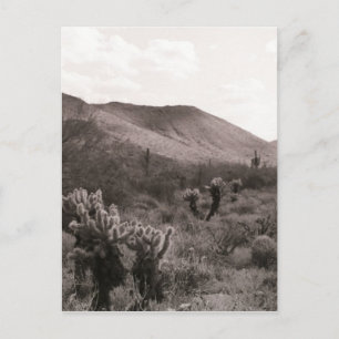 Desert Cacti Jumping Cholla B&W Foto Postkarte
