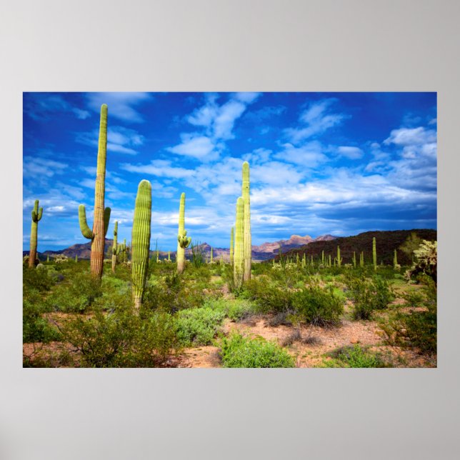 Desert cactus landscape, Arizona Poster (Vorne)