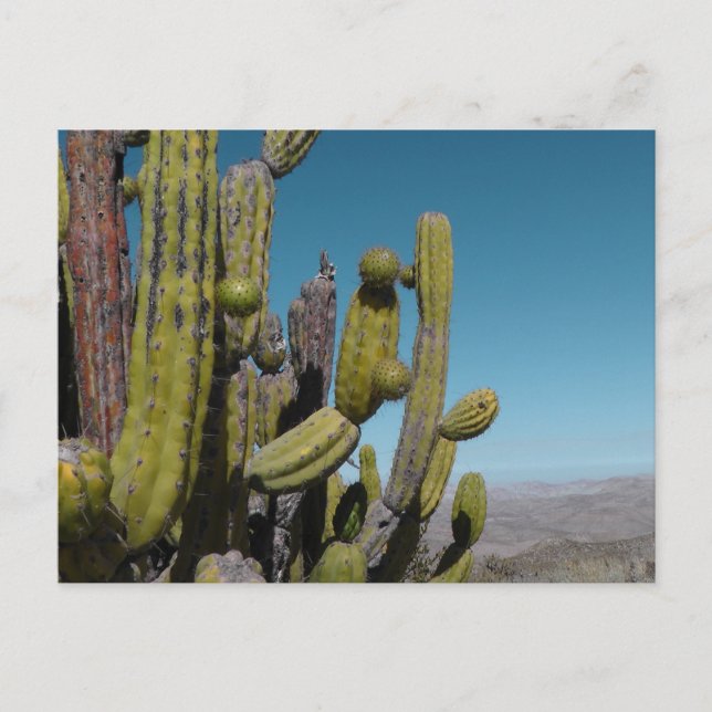 Desert Cactus Postkarte (Vorderseite)