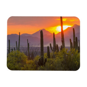 Desert cactus sunset, Arizona Magnet