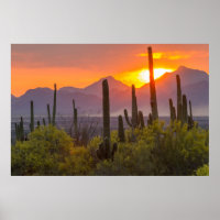Desert cactus sunset, Arizona