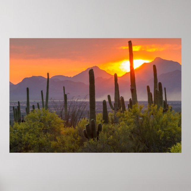 Desert cactus sunset, Arizona Poster (Vorne)