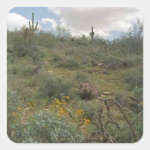 Desert Cactus Symphony Art Custom Sticker Decals