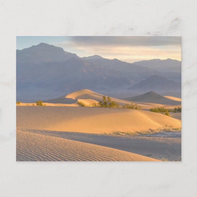 Desert Dawn Postkarte (Vorderseite)