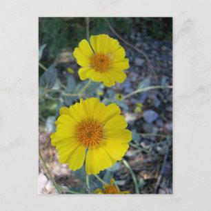 Desert Gold Postkarte