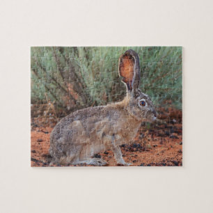Desert Jackrabbit Puzzle