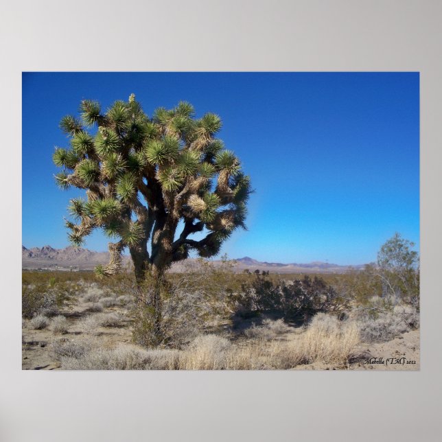Desert Joshua Tree Poster (Vorne)