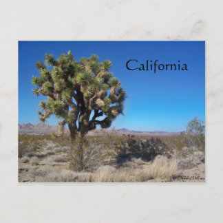 Desert Joshua Tree Postkarte