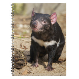 Desert Light – Tasmanian Devil Notizblock